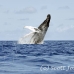 whale_humpback_h_00415_dom2462.jpg